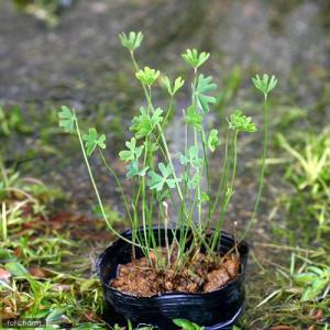 (ビオトープ)水生植物 フギレデンジソウ(1ポ...の詳細画像1