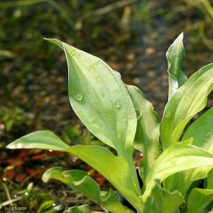 (ビオトープ)水生植物 コバギボウシ(1ポット...の詳細画像3