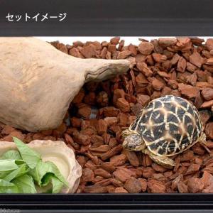 ポゴナ・クラブ 爬虫類牧場 バークチップ 4L...の詳細画像2