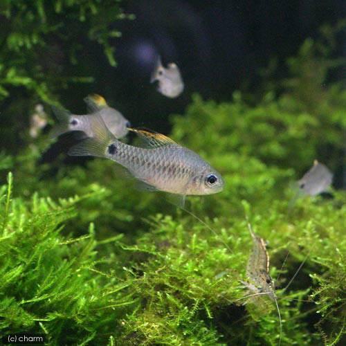 （熱帯魚）ドレイプトフィン・バルブ（２匹）　北海道・九州航空便要保温