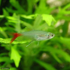 (熱帯魚)グラスブラッドフィン(6匹) 北海道...の詳細画像1