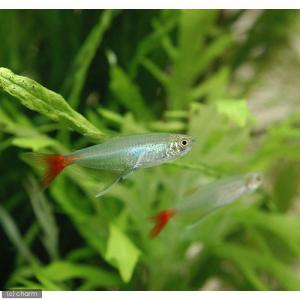 (熱帯魚)グラスブラッドフィン(6匹) 北海道...の詳細画像2