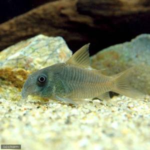 コリドラス 熱帯魚 エビ他 チャーム Charm Paypayモール店 通販 Paypayモール