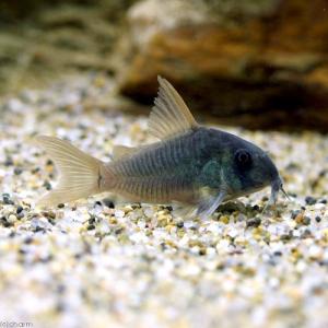 (熱帯魚)コリドラス・コンコロール(ワイルド)...の詳細画像1