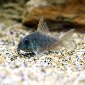 (熱帯魚)コリドラス・コンコロール(ワイルド)...の詳細画像2
