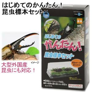 マルカン　はじめてのかんたん昆虫標本セット　昆虫標本　昆虫採集　自由研究｜chanet