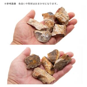 形状お任せ 木化石 SSサイズ(約3〜6cm)...の詳細画像1