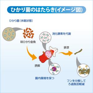 紫 キョーリン 咲ひかり金魚 色揚げ用 浮上 ...の詳細画像2