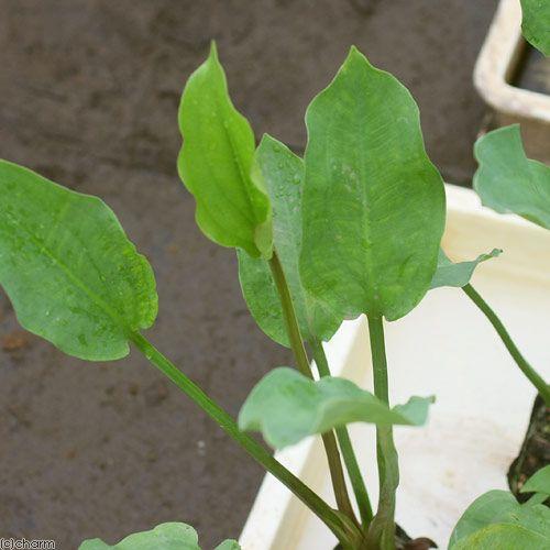 （ビオトープ）水辺植物　サジオモダカ（１ポット）　抽水植物