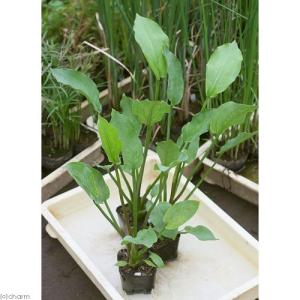 (ビオトープ)水生植物 サジオモダカ(1ポット...の詳細画像1