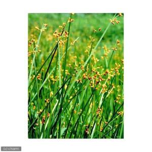 （ビオトープ）水生植物　サンカクイ（１ポット）　抽水植物（休眠状態）