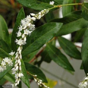 (ビオトープ)水生植物 シロバナサクラタデ(1...の詳細画像1