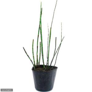 (ビオトープ)水生植物 トクサ(1ポット) 常...の詳細画像1
