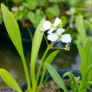 （ビオトープ）水辺植物　ナガバオモダカ（サジタリアグラミネア）（１ポット）抽水植物｜chanet