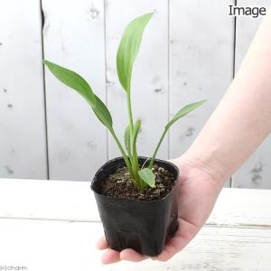 (ビオトープ)水生植物 ナガバオモダカ(サジタ...の詳細画像2