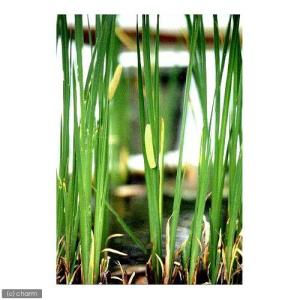 （ビオトープ）水生植物　菖蒲　ニオイショウブ（１ポット）　湿性植物（休眠状態）