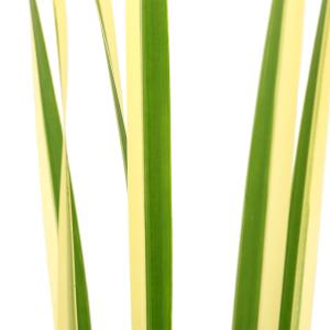 (ビオトープ)水生植物 菖蒲 斑入りニオイショ...の詳細画像1