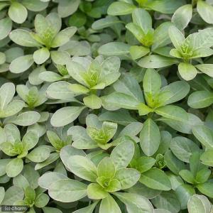 (ビオトープ)水生植物 斑入りミズキンバイ(3...の詳細画像1