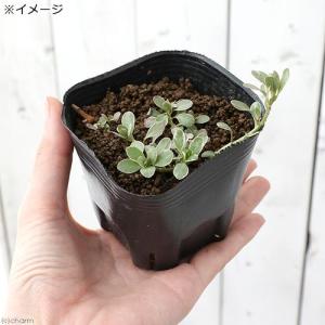(ビオトープ)水生植物 斑入りミズキンバイ(3...の詳細画像2