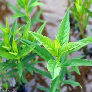 (ビオトープ)水生植物 ヤナギトラノオ(無農薬)...の商品画像