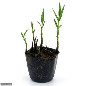 (ビオトープ)水生植物 ヤナギトラノオ(無農薬...の詳細画像1
