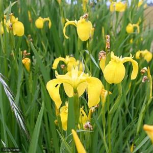 (ビオトープ)水生植物 花菖蒲 キショウブ(1...の詳細画像1