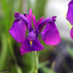 (ビオトープ)水生植物 花菖蒲 ノハナショウブ...の詳細画像1