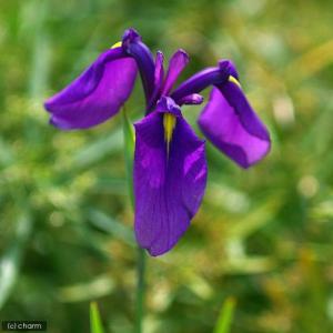 (ビオトープ)水生植物 花菖蒲 ノハナショウブ...の詳細画像2