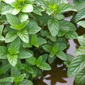 (ビオトープ)水辺植物 ニホンハッカ 原種(1...の詳細画像1