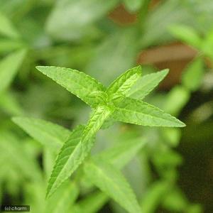 （ビオトープ）水生植物　シロネ（１ポット）　湿生植物