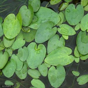 （ビオトープ）水辺植物　株売り　マルバオモダカ　１株　葉数２〜３枚程度　浮葉植物