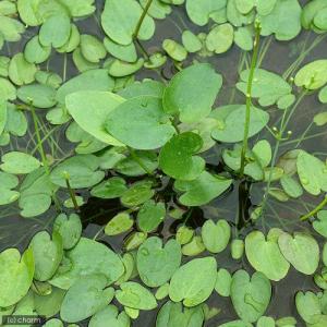 (ビオトープ)水生植物 マルバオモダカ(1ポッ...の詳細画像1