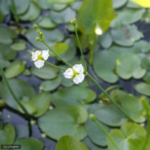 (ビオトープ)水生植物 マルバオモダカ(1ポッ...の詳細画像2