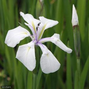 (ビオトープ)水生植物 カキツバタ 白鷺(シラ...の詳細画像1