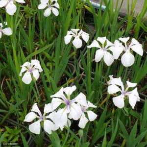 (ビオトープ)水生植物 カキツバタ 白鷺(シラ...の詳細画像2
