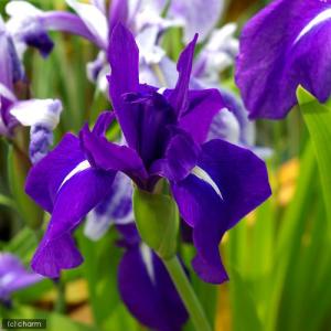 （ビオトープ）水辺植物　カキツバタ　羅生門（ラショウモン）紫花（１ポット）｜chanet