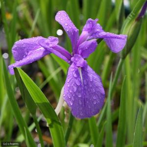 (ビオトープ)水生植物 カキツバタ 羅生門(ラ...の詳細画像1