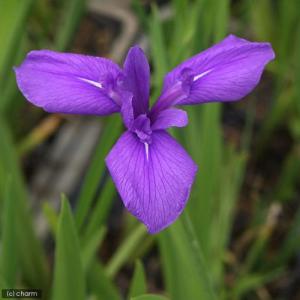(ビオトープ)水生植物 カキツバタ 羅生門(ラ...の詳細画像2
