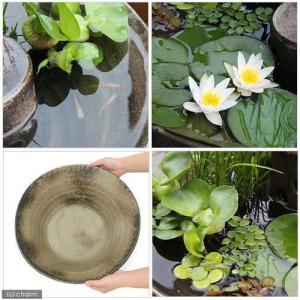 (ビオトープ)益子焼彩古信楽炭化メダカ鉢隠れ家...の詳細画像1