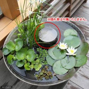 (ビオトープ)益子焼彩古信楽炭化メダカ鉢隠れ家...の詳細画像2