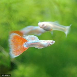 国産グッピージャパンブルー 生き物 生体 の商品一覧 ペット用品 生き物 通販 Yahoo ショッピング