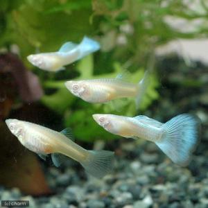 (熱帯魚)RREA・アクアマリンネオン(トパー...の詳細画像2
