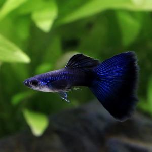 (熱帯魚)モスコーブルー・グッピー(国産グッピ...の詳細画像1