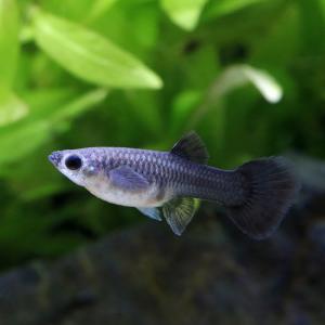 (熱帯魚)モスコーブルー・グッピー(国産グッピ...の詳細画像2