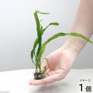 チャーム（charm） （水草）ミクロソリウムsp．スモールリーフ（水中