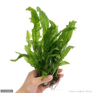 チャーム（charm） （水草）ミクロソリウムsp．スモールリーフ（水中