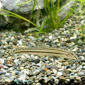 (淡水魚)スジシマドジョウ Sサイズ(1匹)の商品画像