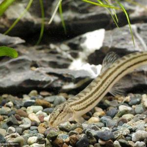 (淡水魚)スジシマドジョウ Sサイズ(1匹)の詳細画像1