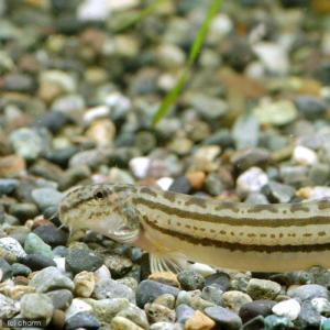 (淡水魚)スジシマドジョウ Sサイズ(1匹)の詳細画像2