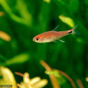 (熱帯魚)ディープレッドホタル・テトラ(4匹) ...の商品画像